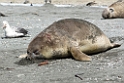Elephant seal.20081113_3948